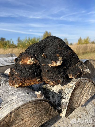 Чага березовая, 1 кг