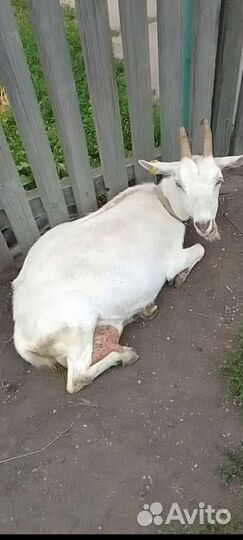 Коза дойная