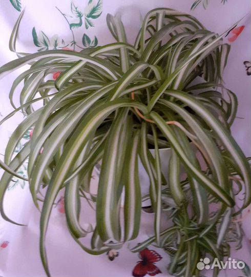 Хлорофитум бонни