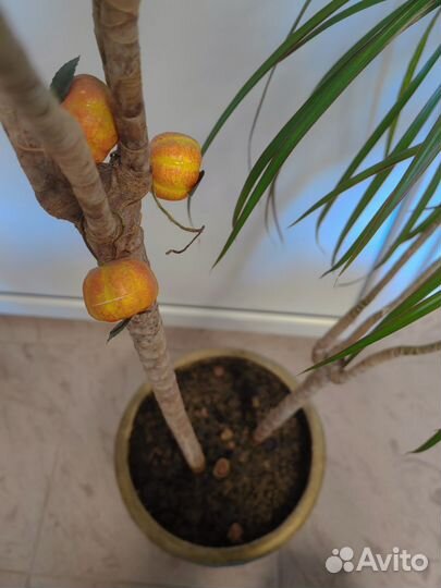 Пальма драцена маргината