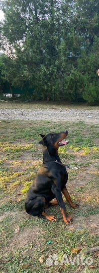 Доберман вязка