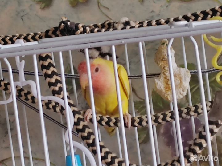 Попугай неразлучник