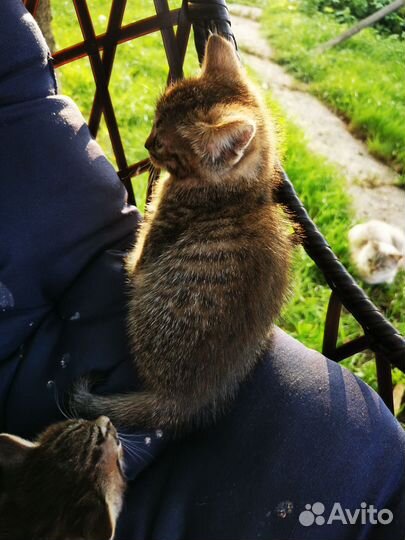 Кошка в дар