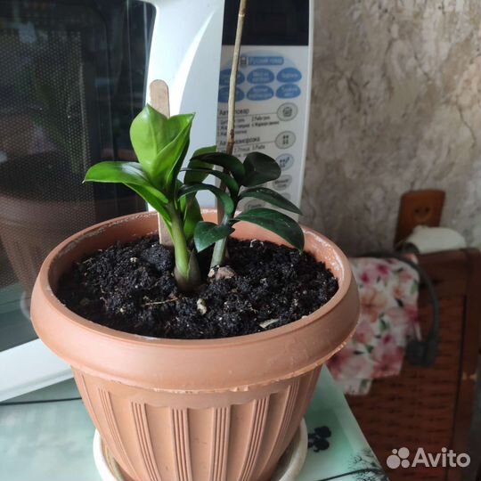 Замиокулькас мини