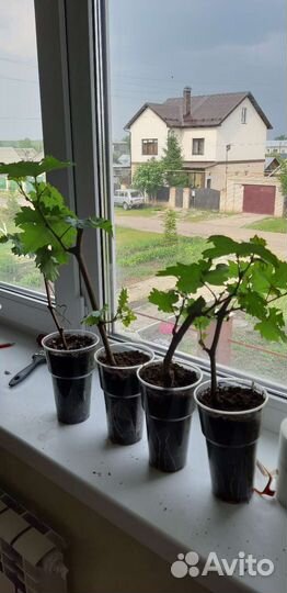 Саженцы винограда