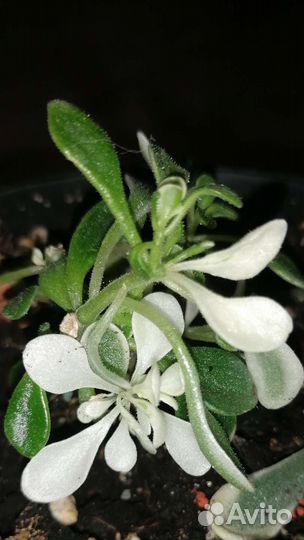 Аихризон вариегатный