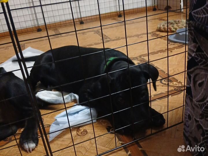 Щенки американского питбуля