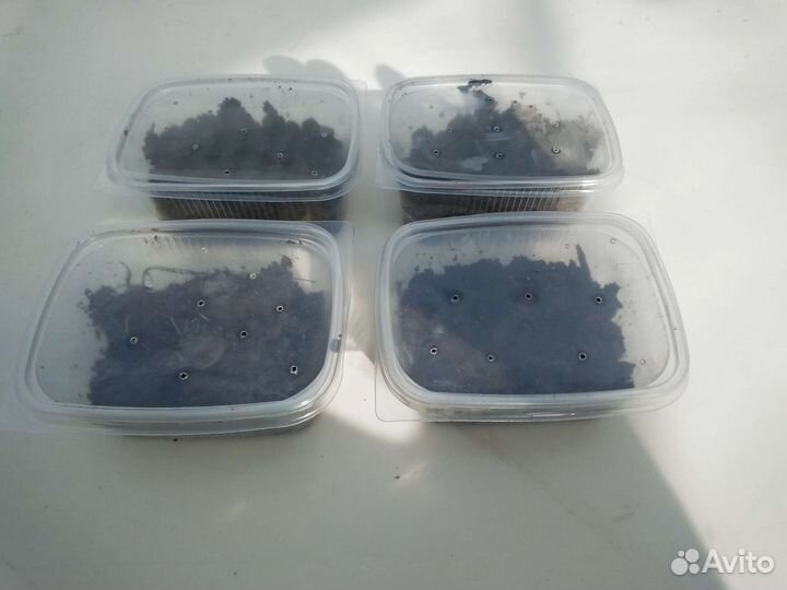 Черви для рыбалки