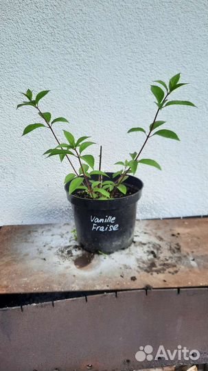 Гортензия метельчатая