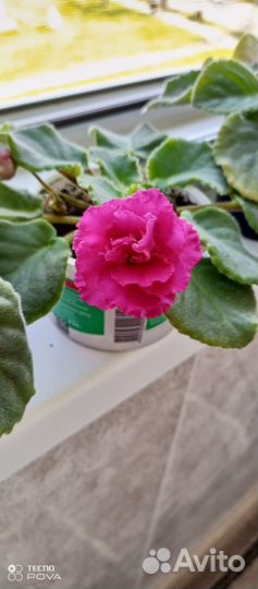 Сортовые фиалки