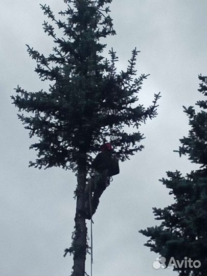 Сил и удаление сложных деревьев