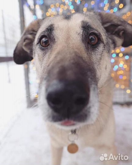 Собака из приюта ищет дом и семью