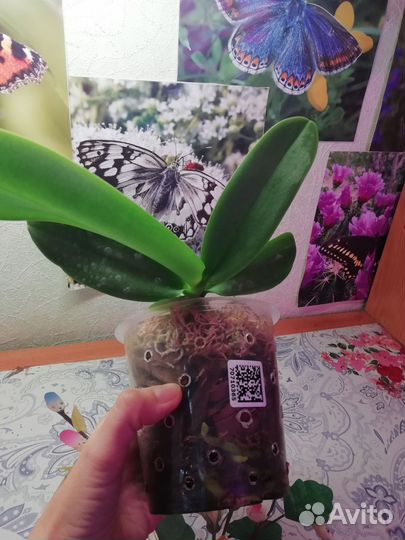 Орхидея фаленопсис Попугай