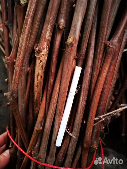 Подвой кобер 5бб