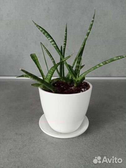 Сансевиерия цилиндрика