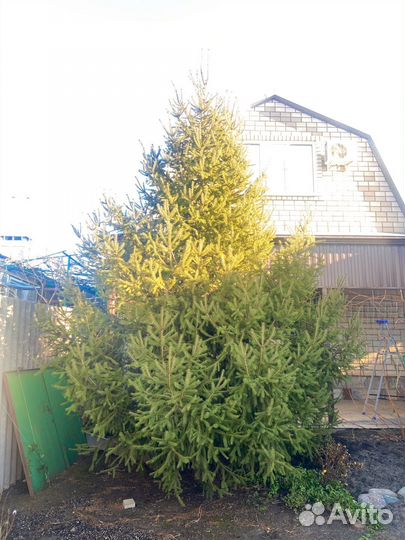 Ель натуральная 5 м