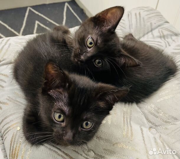 Котята в добрые руки бесплатно