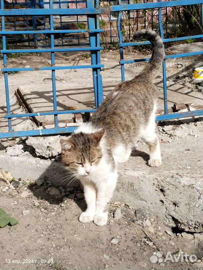 Котик в добрые руки