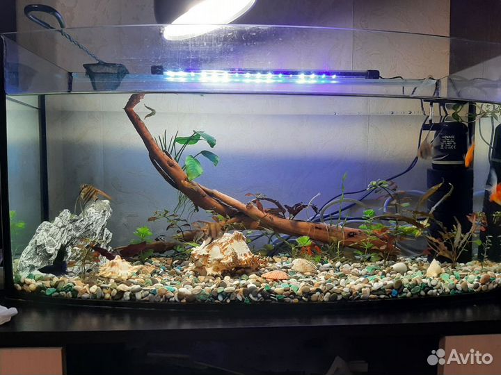 Аквариум 100л