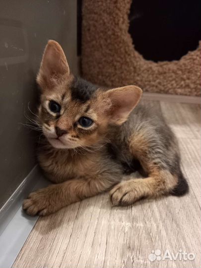 Abyssisphynx - абиссфинкс