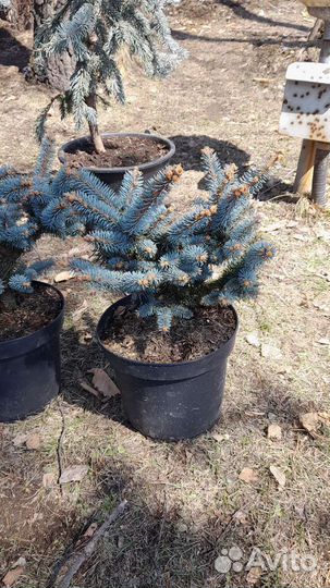 Голубые ели