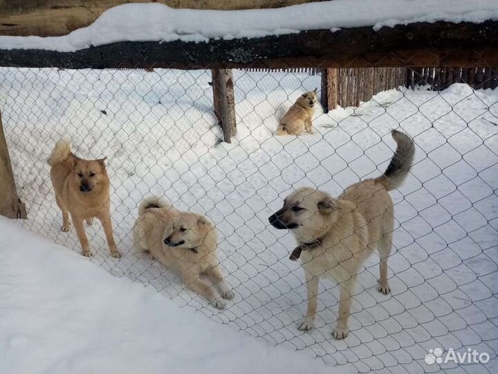 Собаки в дар бесплатно