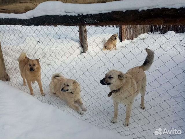Собаки в дар бесплатно