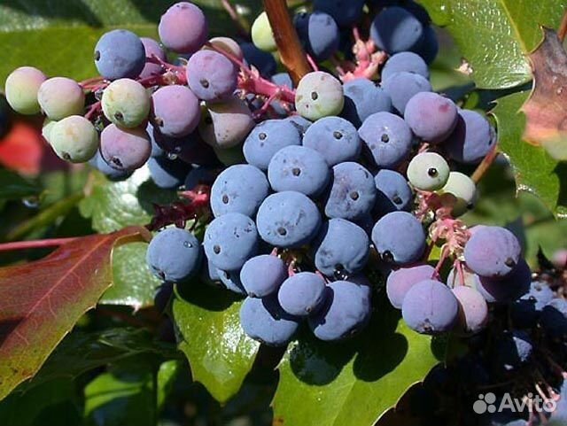 Магония падуболистная