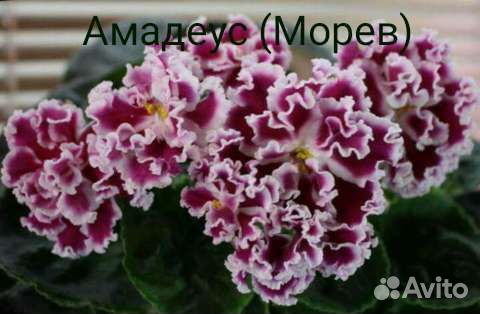 Сортовые фиалки