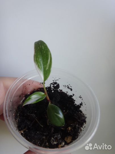 Филодендрон Розовая Принцесса