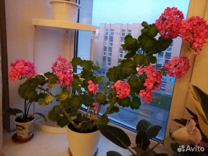 Герань розовая пеларгония