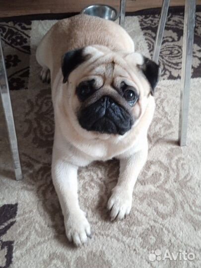 Мопс вязка мальчик