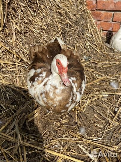 Яйца утиные инкубатор