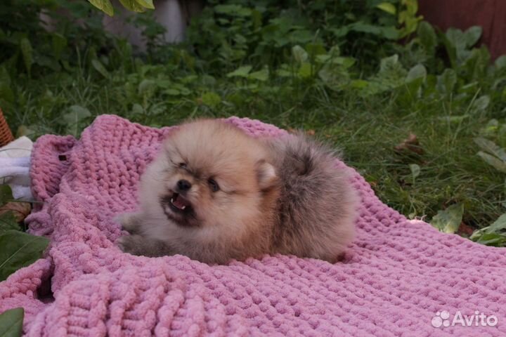 Той померанский шпиц