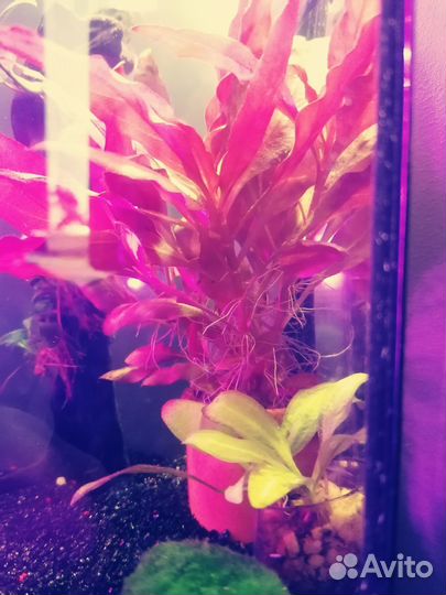 Альтернантера Рейнека мини