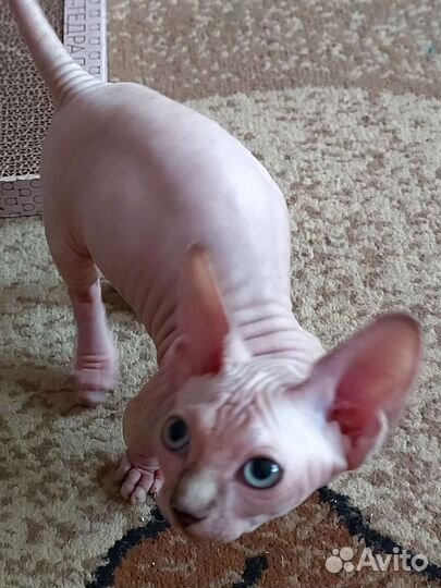 Канадский сфинкс. Бамбино