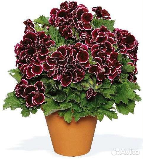 Королевская пеларгония