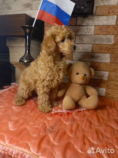 Той пудель с РКФ, ветпаспортом. Мальчик