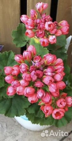 Пеларгония Victoria Andrea (Виктория Андреа) купить в Иркутске | Товары ...