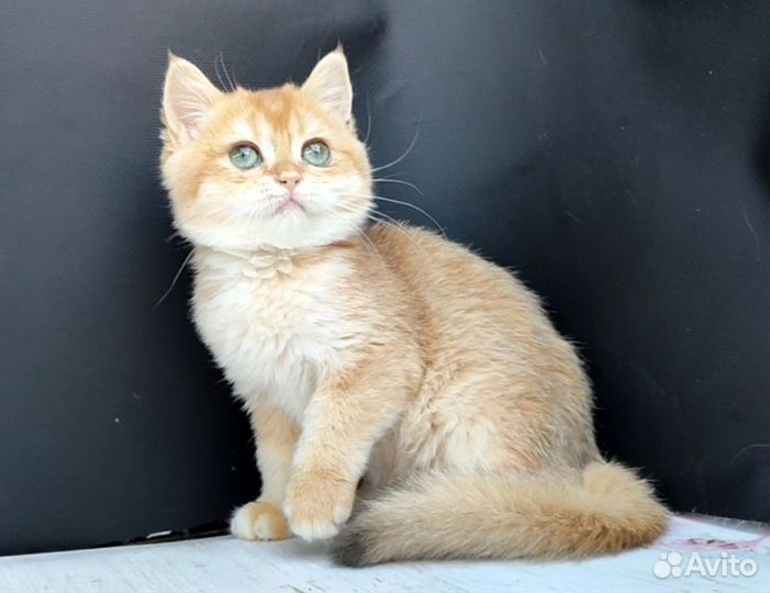 Девочка, ny12