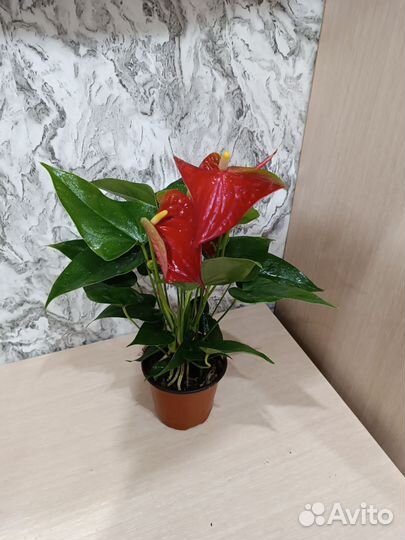 Антуриум красный