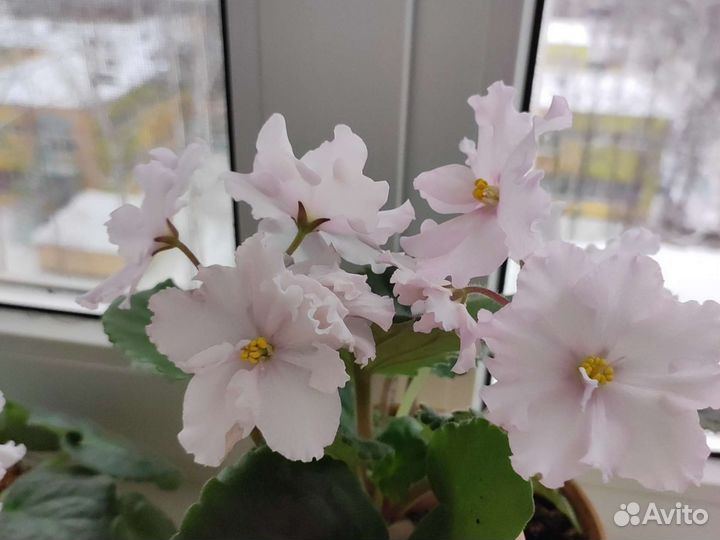 Фиалка в горшках