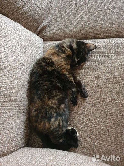 Кошки коты в добрые руки