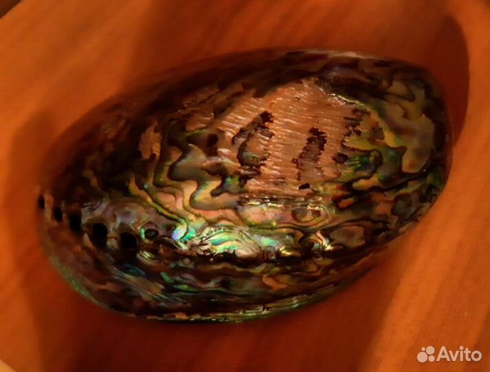 Натуральная перламутровая ракушка