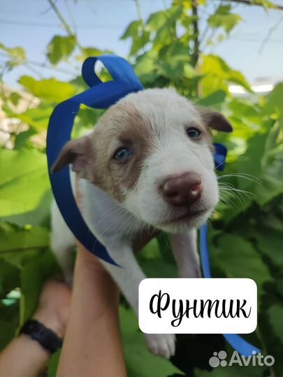 Щенки Кутята в добрые руки
