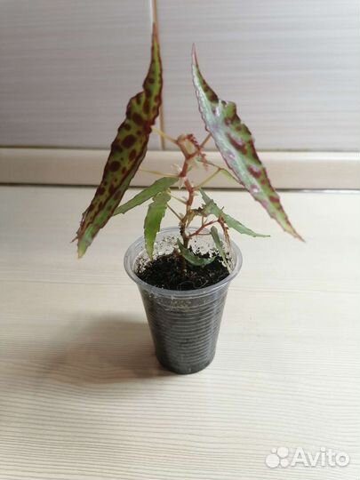 Бегония, хойя