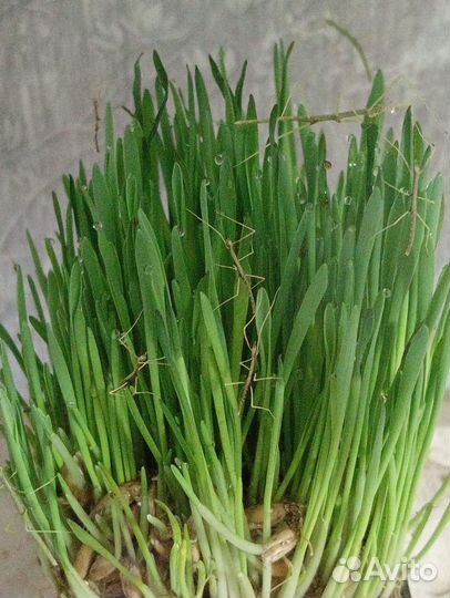 Аннамские палочники