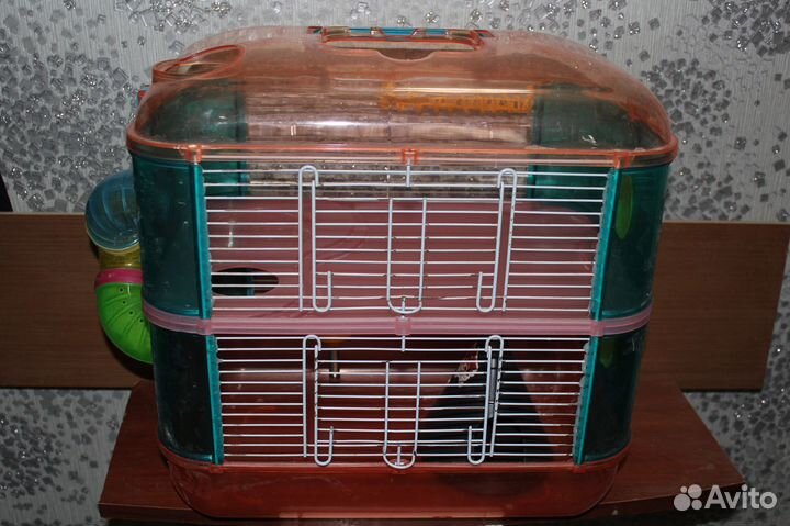 Хомяки джунгарские