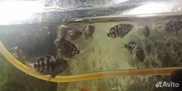 Аквариумные рыбки