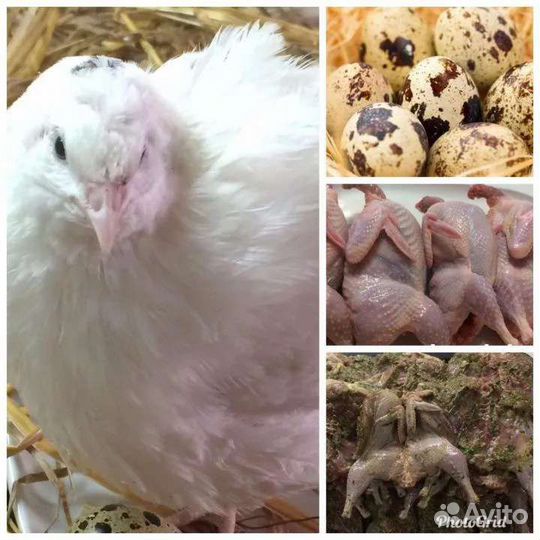 Яйца перепелиные